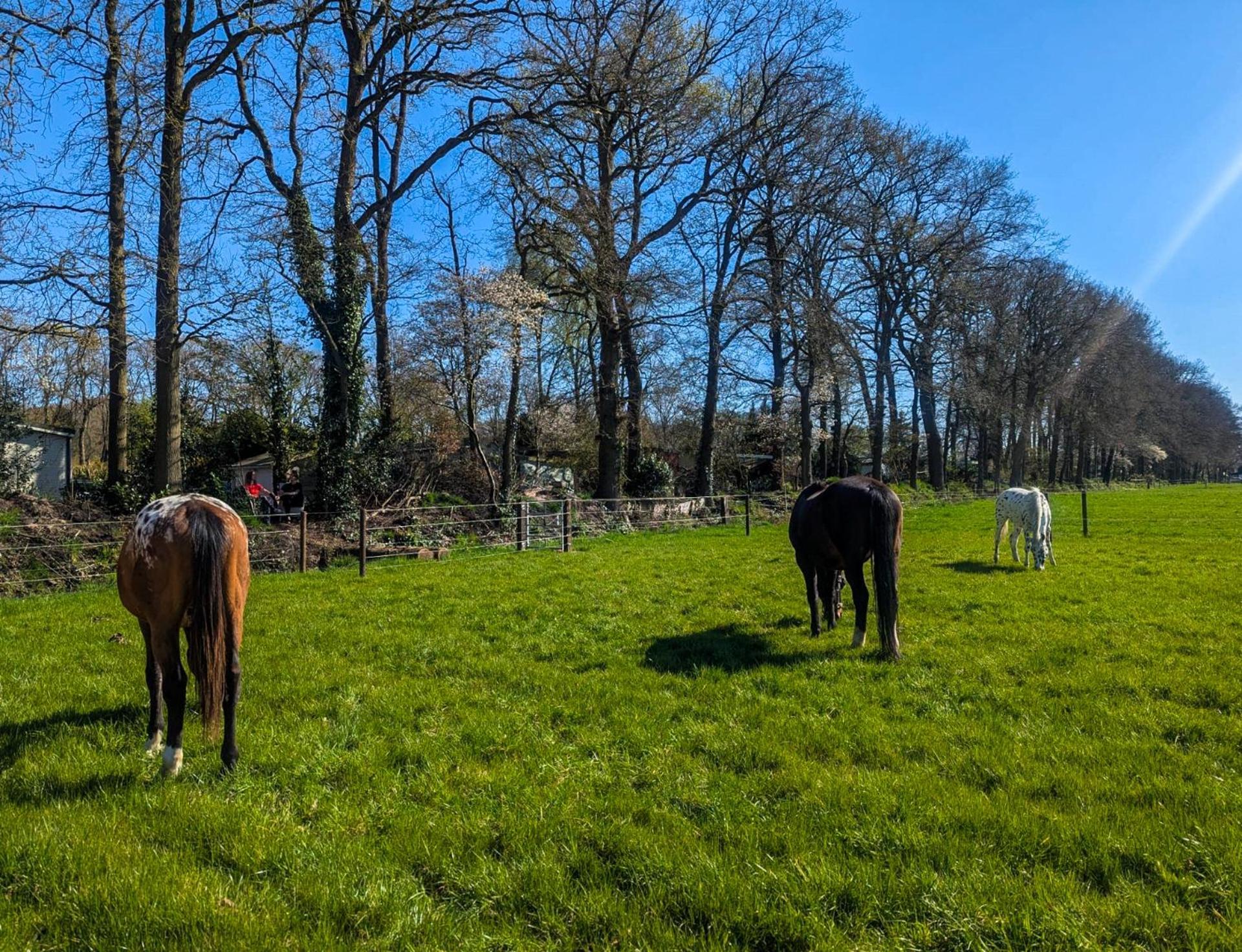 Hotel Chique Chalet Met Zicht Over De Weilanden Op De Veluwe Epe Eksteriør billede