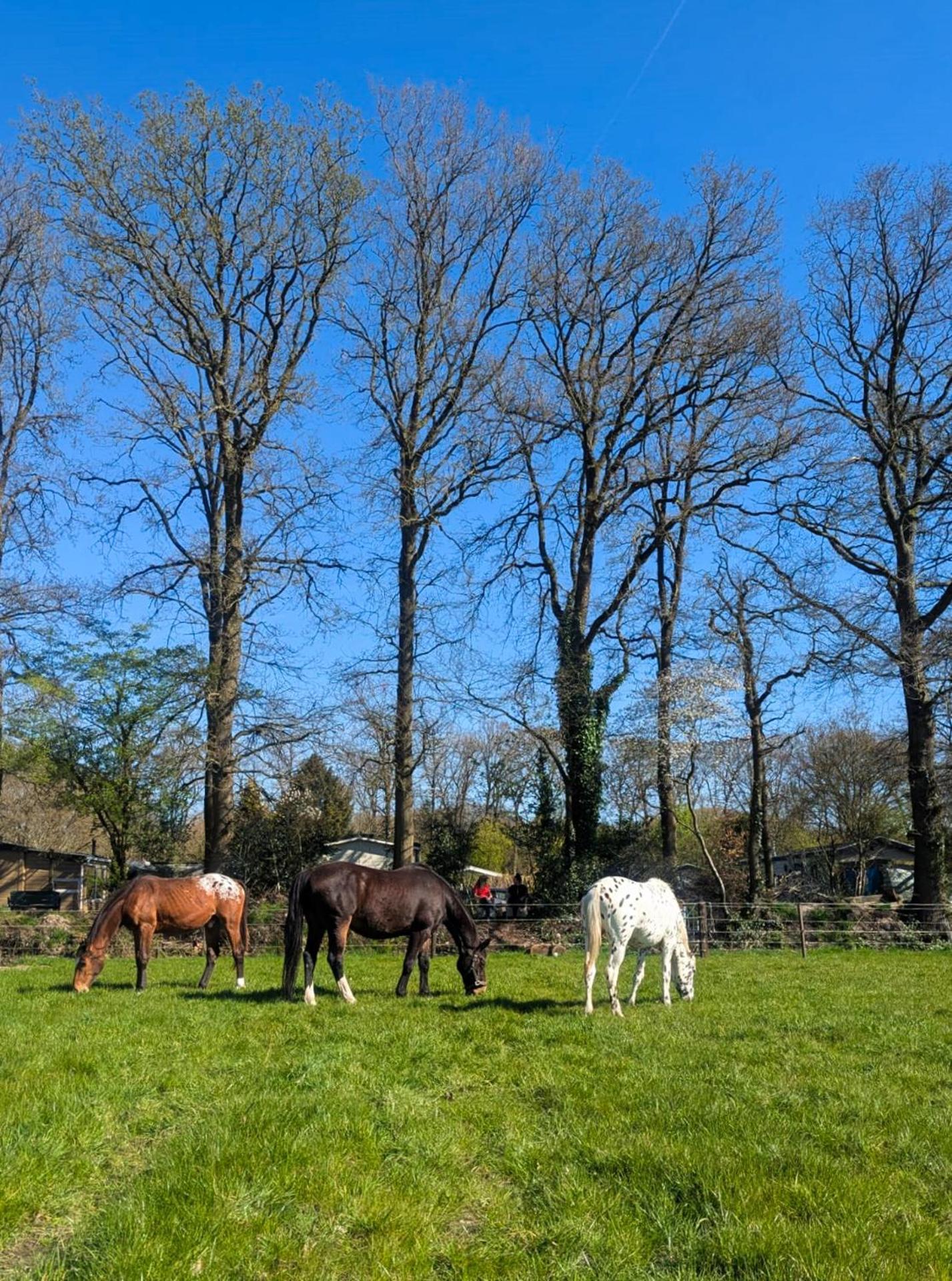 Hotel Chique Chalet Met Zicht Over De Weilanden Op De Veluwe Epe Eksteriør billede